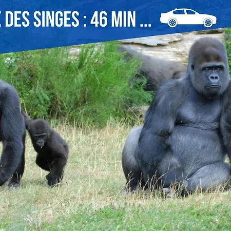 Lägenhet Simplicien *cosy* Plein Centre De *tv* Wifi *cafe* Poitiers